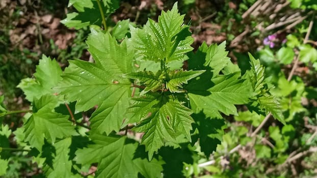 Viburnum, green foliage in nature. Nature concept for green design.