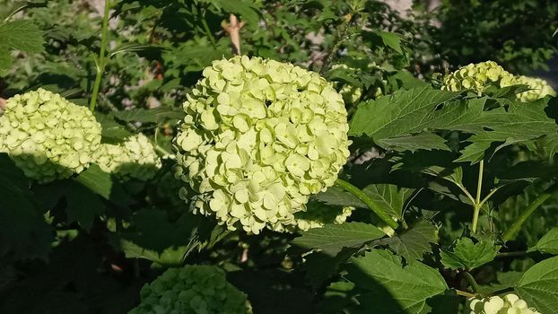 Beautiful white balls of blooming Viburnum opulus Roseum on dark green background. White Guelder Rose or Viburnum opulus Sterilis, Snowball Bush.