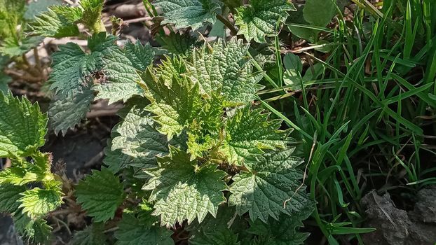 Nettle dioecious or stinging nettle, in the garden, fresh leaves. Stinging nettle, a medicinal plant that is used as a hemostatic, diuretic, antipyretic, wound healing, anti-rheumatic agen