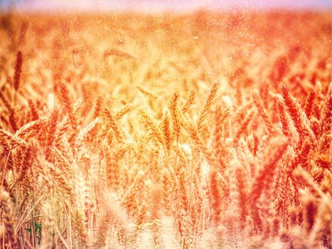 Red lit corn field, to symbolize radioactivity or genetically modified plants  Abstract.