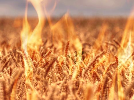 Abstract fire and flames in golden Ear of wheat in a field.