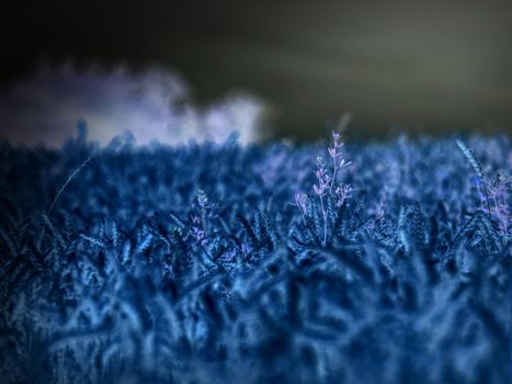 Dark night in corn field. Scary night view of filed before harvesting.  Abstract.