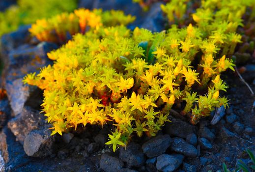 Detail of flowering Wild succulent Sedum acre, commonly known as the goldmoss stonecrop in the summer