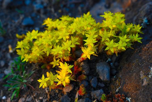 Dewy blossoming Yellow Stonecrop or Sedum at the rocky wall in wild nature. Basalt rock 