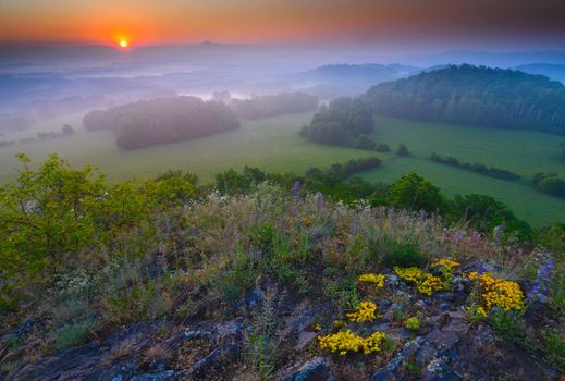 Foreground of a rocky mountain with a flowering bunch of goldmoss stonecrop. Sleeping landscape in the morning mist, clinker hidden behind the horizon.