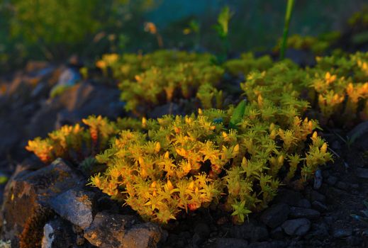 Goldmoss stonecrop flowers, Sedum acre. Blossoming bunch on rocky edge above morning misty valley.