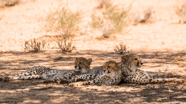 Cheetah female with two cubs lying down in shadow in Kgalagadi transfrontier park, South Africa ; Specie Acinonyx jubatus family of Felidae
