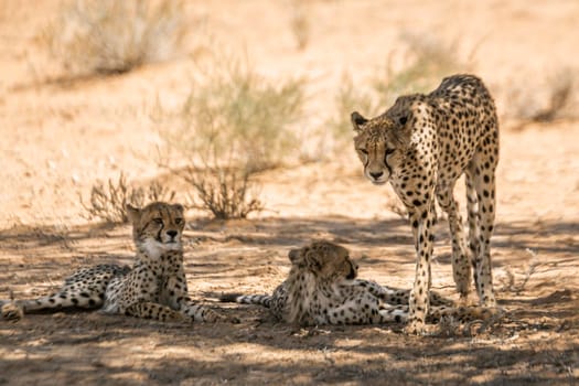 Cheetah female with two cubs lying down in shadow in Kgalagadi transfrontier park, South Africa ; Specie Acinonyx jubatus family of Felidae