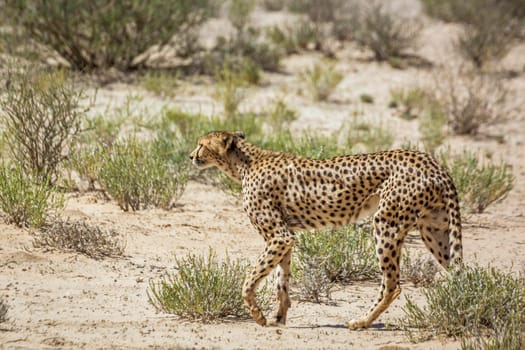 Cheetah walking in dry land in Kgalagadi transfrontier park, South Africa ; Specie Acinonyx jubatus family of Felidae