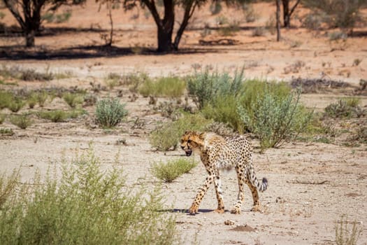 Young Cheetah walking in dry land in Kgalagadi transfrontier park, South Africa ; Specie Acinonyx jubatus family of Felidae
