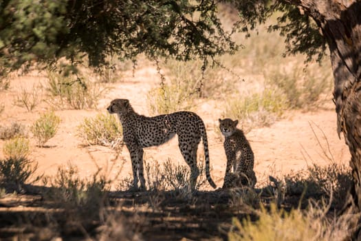 Cheetah female and cub in tree shadow in Kgalagadi transfrontier park, South Africa ; Specie Acinonyx jubatus family of Felidae