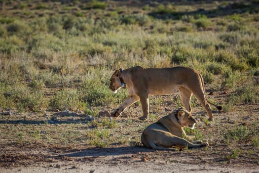 Two African lioness with radio collar in Kgalagadi transfrontier park, South Africa; Specie panthera leo family of felidae