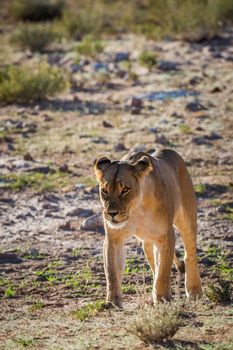African lioness walking in front view in Kgalagadi transfrontier park, South Africa; Specie panthera leo family of felidae