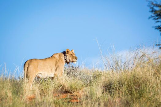 African lioness with tracking collar in Kgalagadi transfrontier park, South Africa; Specie panthera leo family of felidae