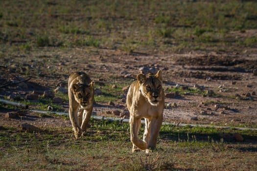 Two African lioness running front view in Kgalagadi transfrontier park, South Africa; Specie panthera leo family of felidae