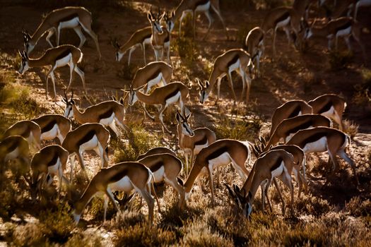 Herd of Springbok grazing in backlit in Kgalagari transfrontier park, South Africa ; specie Antidorcas marsupialis family of Bovidae