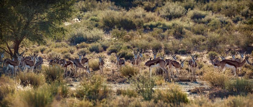 Springbok herd standing in backlit in Kgalagari transfrontier park, South Africa ; specie Antidorcas marsupialis family of Bovidae