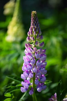 Beautiful purple spring flowers with colorful natural background. Springtime in the grass.