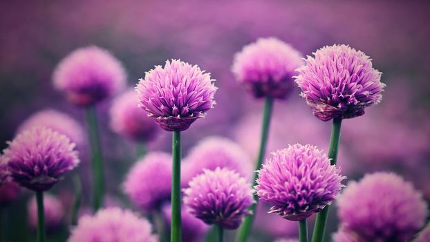 Beautiful flowering purple plant - chives. Natural colorful background in sunny and summer day.(Allium schoenoprasum)