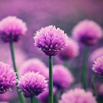 Beautiful flowering purple plant - chives. Natural colorful background in sunny and summer day.(Allium schoenoprasum)
