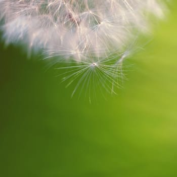 Beautiful close-up macro shot of a dandelion. Natural colour background. 