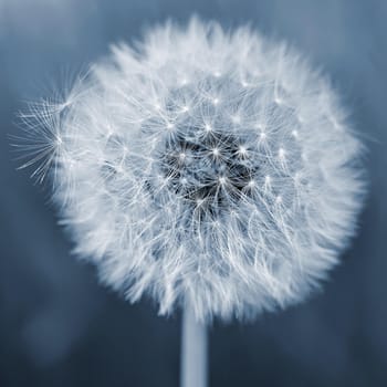 Beautiful close-up macro shot of a dandelion. Natural colour background. 