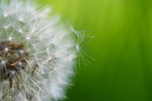 Beautiful close-up macro shot of a dandelion. Natural colour background. 