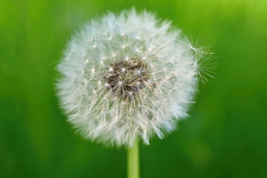 Beautiful close-up macro shot of a dandelion. Natural colour background. 