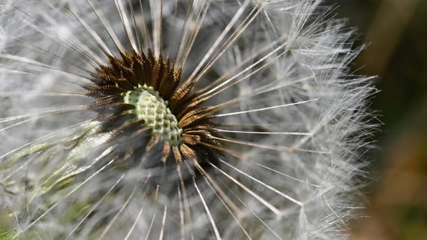 Beautiful close-up macro shot of a dandelion. Natural colour background. 