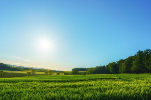 A fresh green wheat field on a summer morning