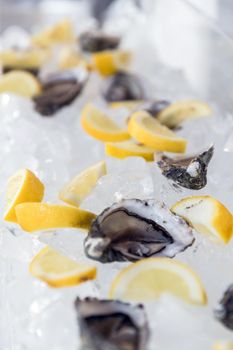 Beautiful appetizer fresh oysters on ice and lemon. Luxury seafood background. Healthy nature food. Exquisite restaurant kitchen. Shallow DOF.