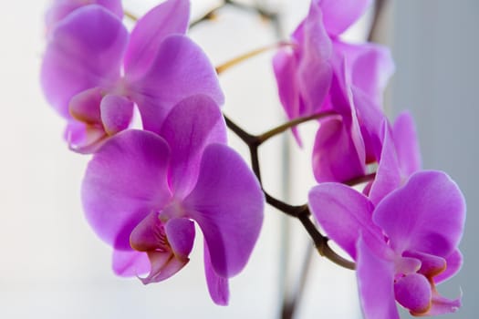 Houseplant purple orchid flower on the background of the window. Close-up.