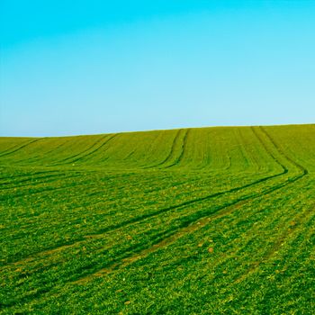 Green field and blue sky, beautiful meadow as nature and environmental background.