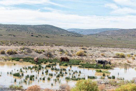 Cattle grazing in a dam next to road R323 between Laingsburg and Ladismith