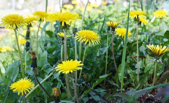 bright yellow dandelions in the field on sunny day