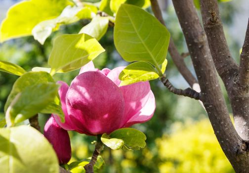 brunch with magnolia flower closeup outdoor on sunny day