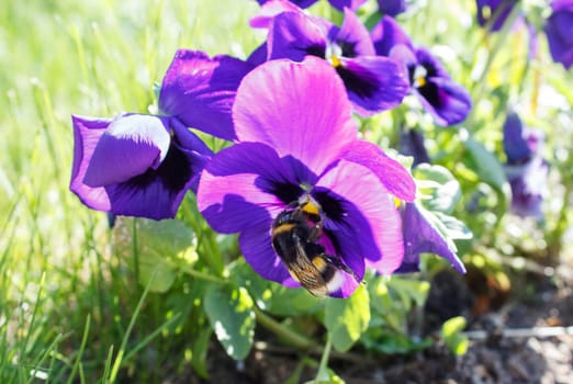 big bumblebee sitting on purple flower on sunny summer day