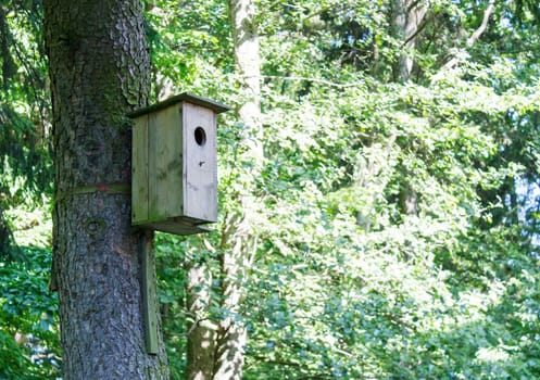 wooden birdhouse on tree outdoor on sunny day