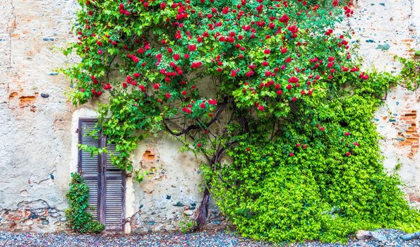 Romantic antique roses during summer season. The location is grungy and vintage in north Italy.