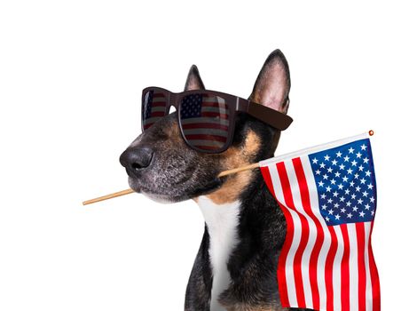 bull terrier waving a flag of usa and victory or peace fingers on independence day 4th of july with sunglasses