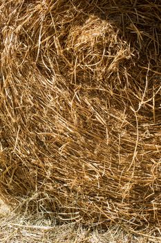 Straw used for the litter for horses in a riding school