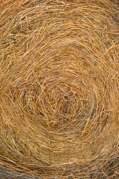 Straw used for the litter for horses in a riding school