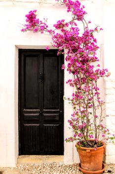 Beautiful whitewashed facade with old wooden door and colorful bougainvillea plant in Altea village, Alicante, Spain