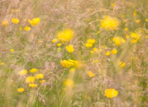 yellow buttercup flowers on green background with grasses in dreamy fantasy abstract pattern of multiple exposure