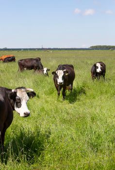 old race of black blaarkop cows with white faces in meadow with long grass in the netherlands