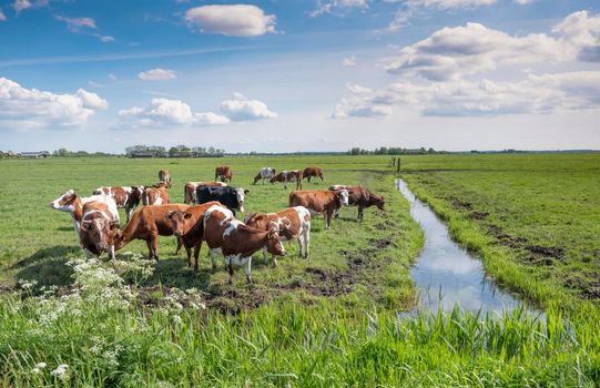 spotted red cows and bulls in green grassy summer meadow near canal in the netherlands under blue sky with white clouds