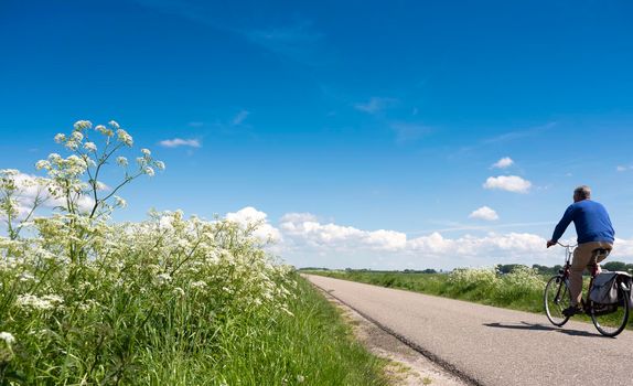 man on bicycle passes white summer flowers on country road near meadows in the netherlands under blue summer sky with white clouds