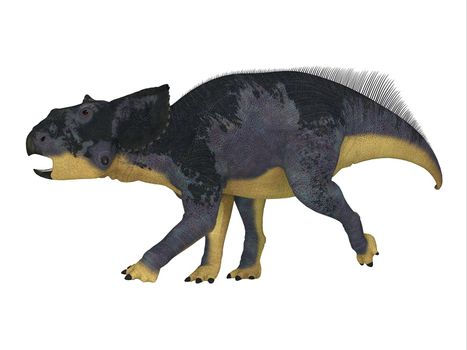 Chasmosaurus was a Ceratopsian herbivorous dinosaur that lived in Alberta, Canada during the Cretaceous Period.