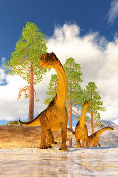 A herd of Camarasaurus dinosaurs search for vegetation to eat during the Jurassic Age of North America.