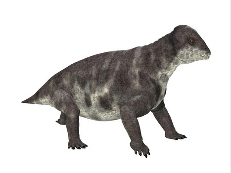 Criocephalosaurus was a therapsid dinosaur that lived during the Permian Period of South Africa.